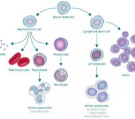 Βλαστοκύτταρα